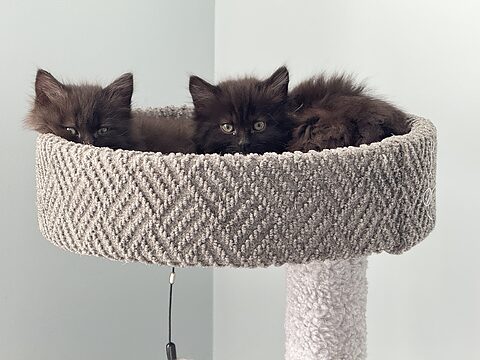 Simon and River