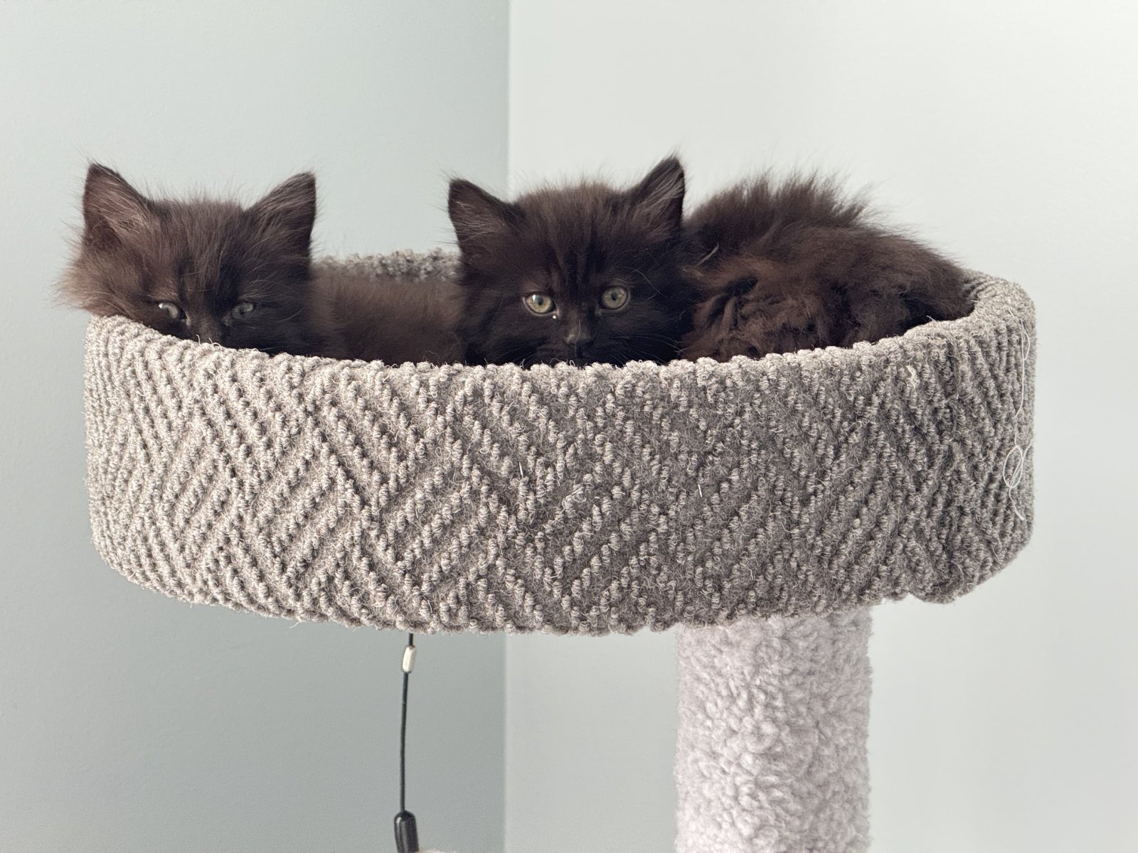 Simon and River