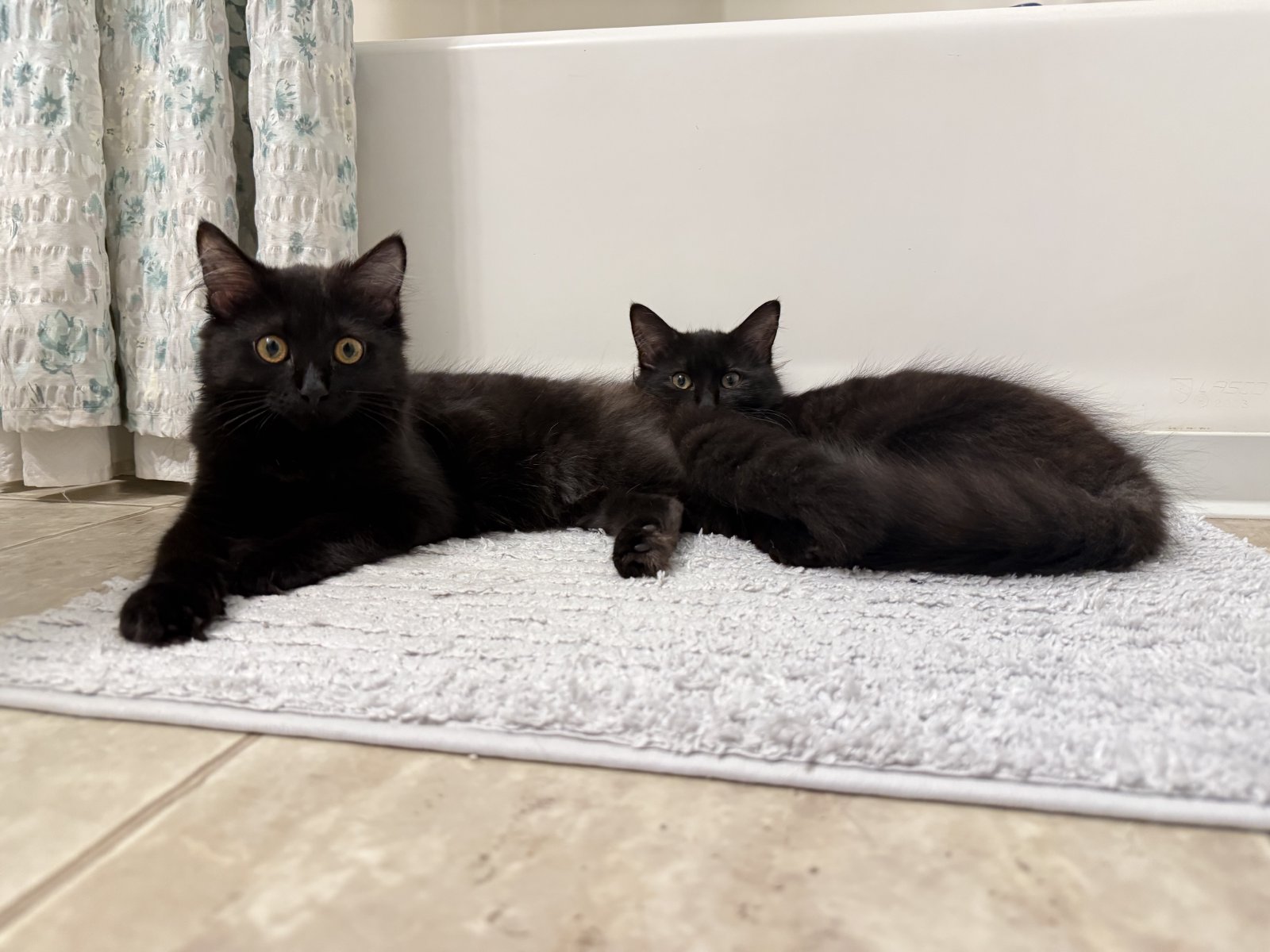 Partners in crime